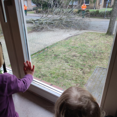 Baum wird gefällt